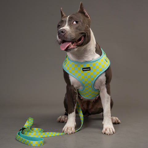 Dog Harness - Retro Checkerboard