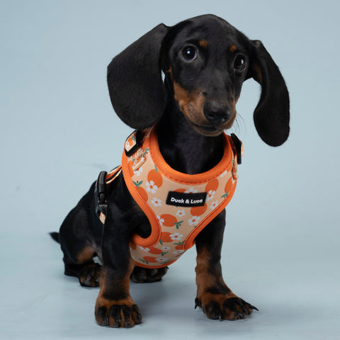 Dog Harness - Orange and Daisy