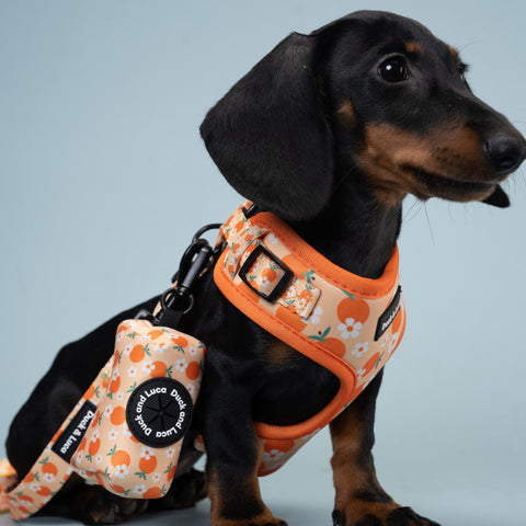 Dog Harness - Orange and Daisy