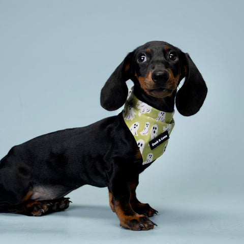 Dog Bandana - Ghost Halloween