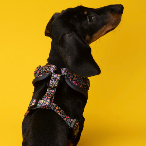 Dog Harness - Funky Stars