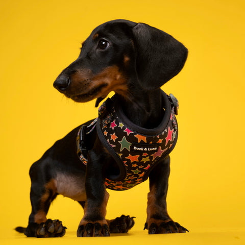 Dog Harness - Funky Stars