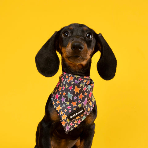 Dog Bandana - Funky Stars