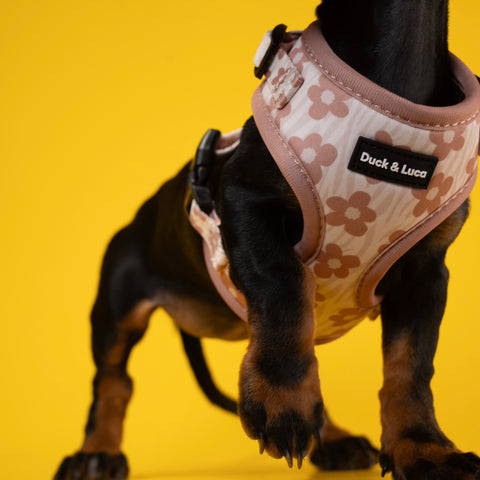 Dog Harness - Brown Daisy