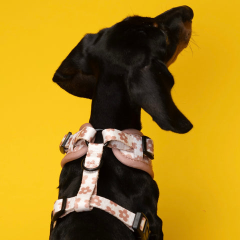 Dog Harness - Brown Daisy