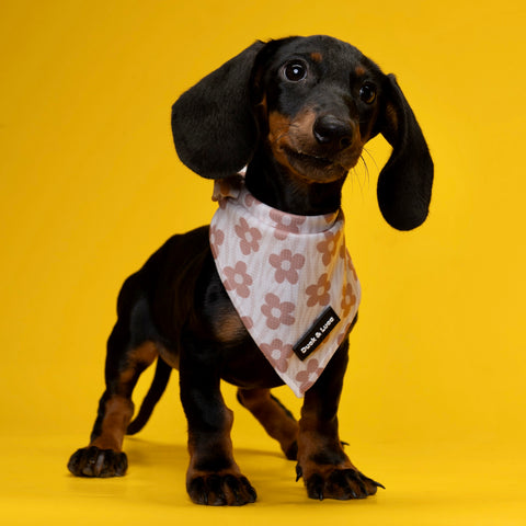 Dog Bandana - Brown Daisy