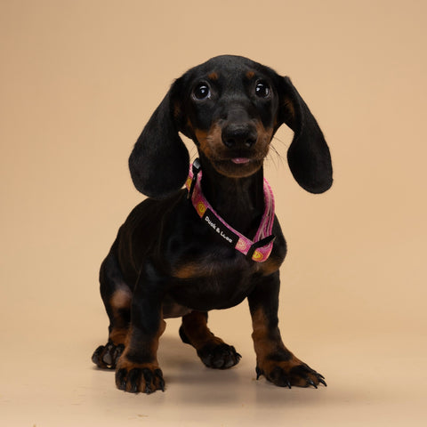 Dog Collar - Neon Pink Happy Face