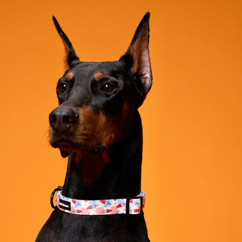 Dog Collar - Fourth of July Popsicle