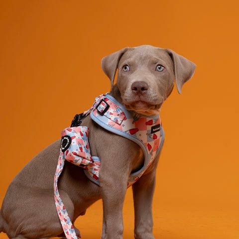 Dog Harness - Fourth of July Popsicle