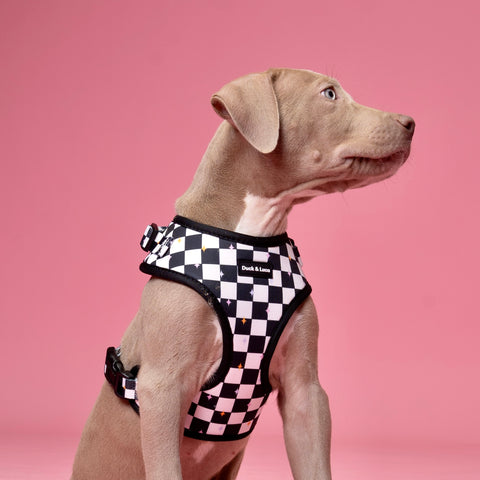 Dog Harness - Checkerboard Pastel Stars