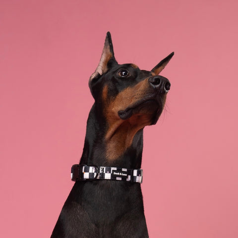 Dog Collar - Checkerboard Pastel Stars