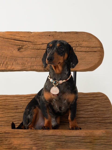 Leather Pet ID Tag and Necklace