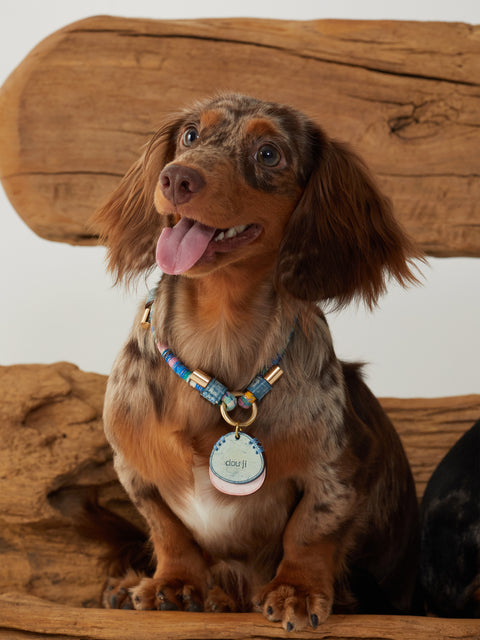 Leather Pet ID Tag and Necklace