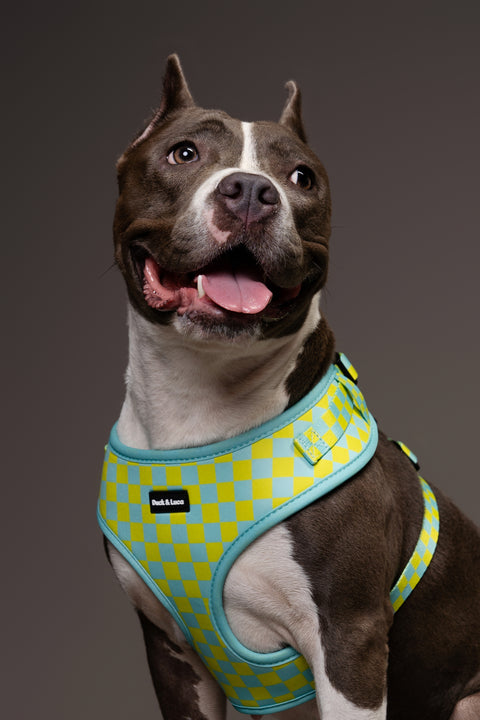 4 - Piece Bundle - Retro Lime Checkerboard