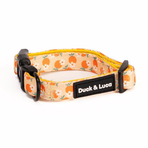 Adjustable Dog Collar - Orange and Daisy