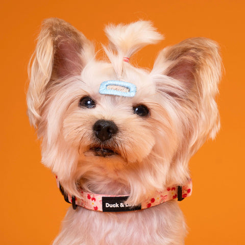 Adjustable Dog Collar - Cherry Bow
