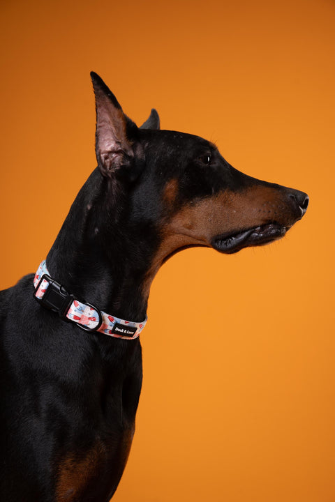 Adjustable Dog Collar - Fourth of July Popsicle