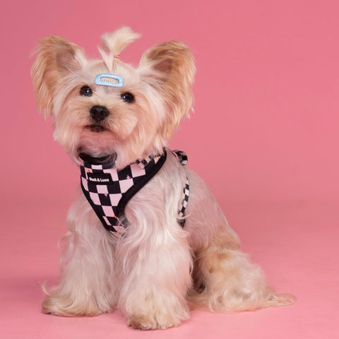 Adjustable Dog Harness - Checkerboard Pastel Stars
