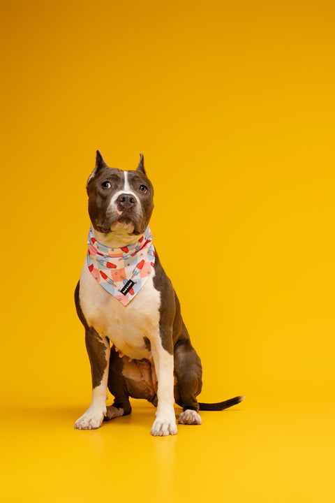 Dog Bandana - Fourth of July Popsicle, New puppy gift, Dog mom Gift, Over The Collar Soft Tie On Dog Bandana