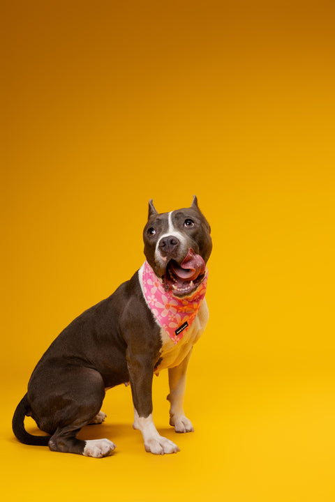 Dog Bandana - Groovy Pink Flower, New puppy gift, Dog mom Gift, Over The Collar Soft Tie On Dog Bandana