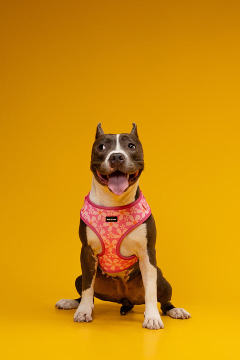 Adjustable Dog Harness - Groovy Pink Flower