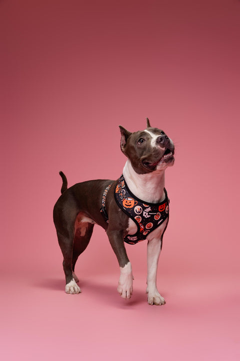 Adjustable Dog Harness - Retro Halloween