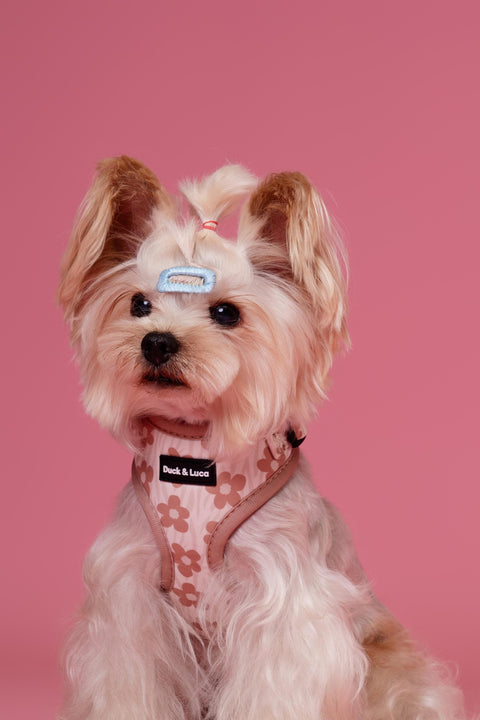 Adjustable Dog Harness - Brown Daisy