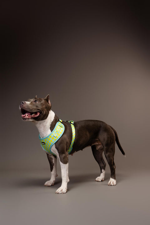 Adjustable Dog Harness - Retro Checkerboard