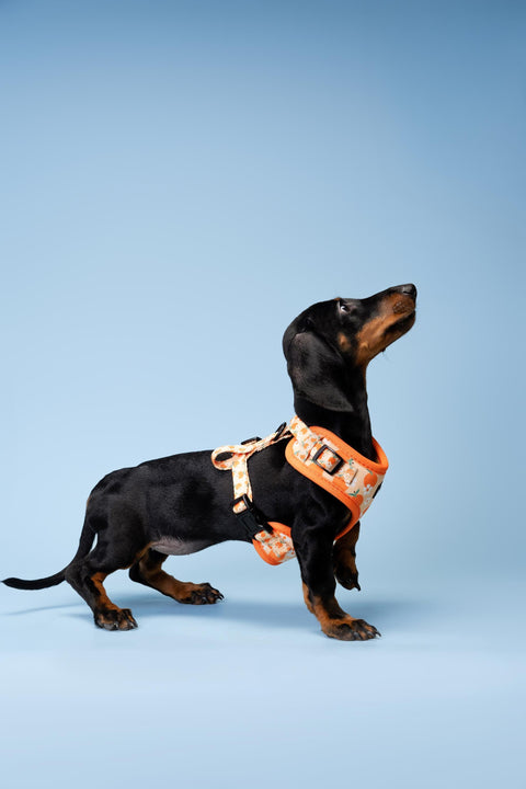 Adjustable Dog Harness - Orange and Daisy