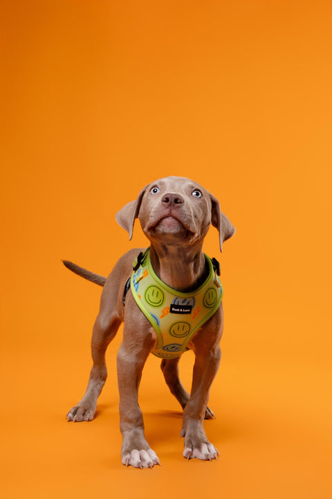 Neon Lime Happy Face, 4-Piece Bundle set - Adjustable Dog Harness, Collar, Dog Poop Bag Holder and Leash