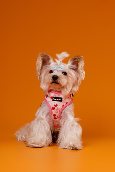 Cherry Bow, 4-Piece Bundle set - Adjustable Dog Harness, Collar, Dog Poop Bag Holder and Leash