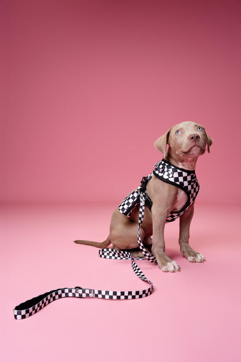 Checkerboard and Stars, 4-Piece Bundle set - Adjustable Dog Harness, Collar, Dog Poop Bag Holder and Leash