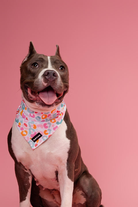 Dog Bandana - Colorful Cheetah, New puppy gift, Dog mom Gift, Over The Collar Soft Tie On Dog Bandana