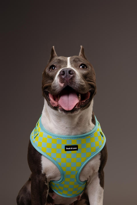 Adjustable Dog Harness - Retro Checkerboard