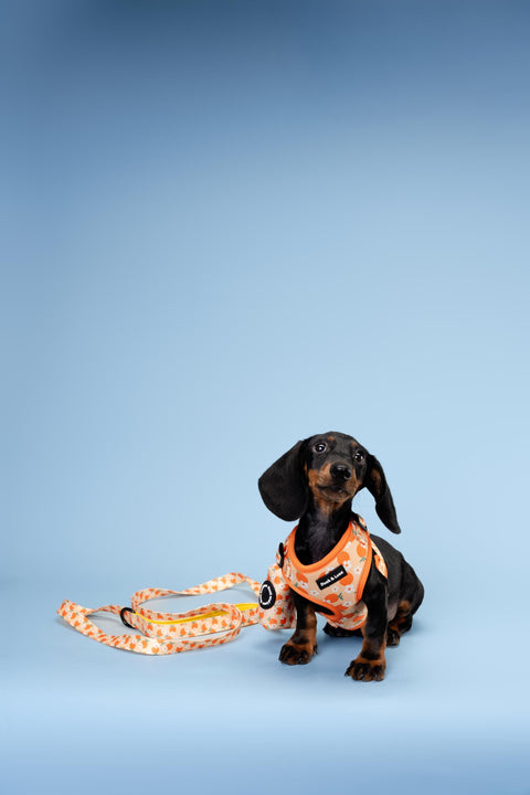 Adjustable Dog Harness - Orange and Daisy