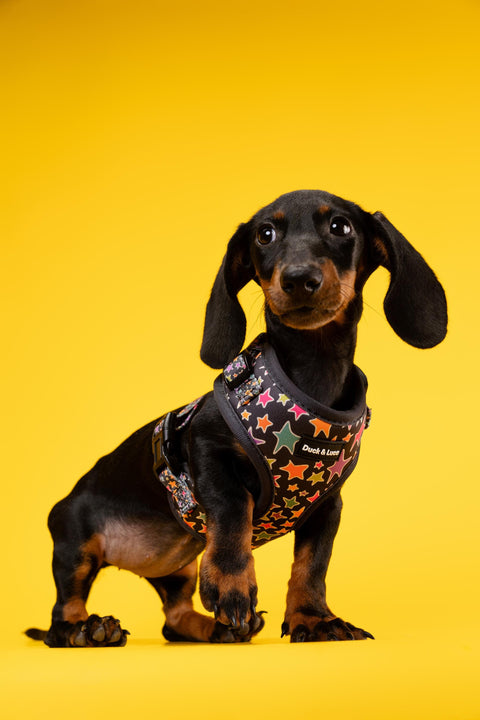 Funky Stars, 4-Piece Bundle set - Adjustable Dog Harness, Collar, Dog Poop Bag Holder and Leash